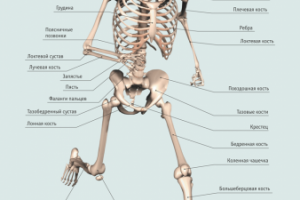 Инфографика