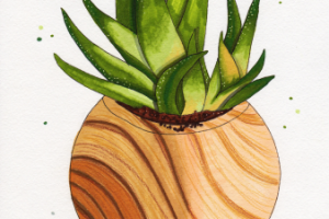 домашнее растение в горшке