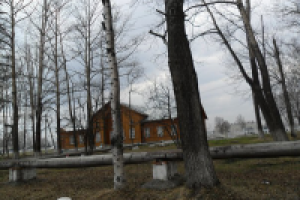 Среди деревьев