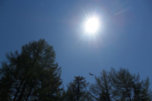 Одинокая птица