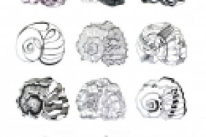 Стилизация раковины