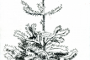 молодая пихта (лайнер)