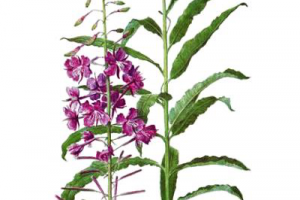 Иван-чай и аритмия