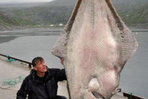 Занимательные факты о палтусе