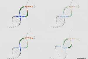 Молекула "ДНК"