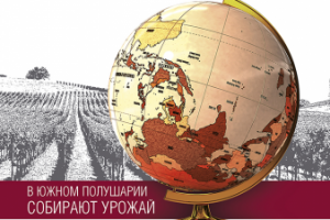 Плакат для винного бутика Альта Вина