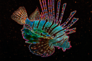 Рыба моей мечты