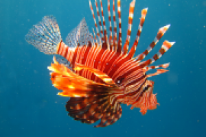 Подводная съемка_