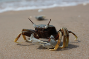 Макросъемка