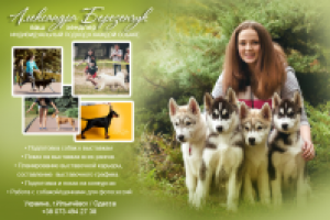 Визитка для хэндлера