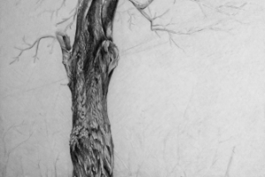 Ясень простым карандашом