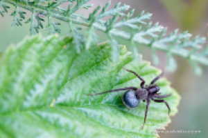 Работа 1281561