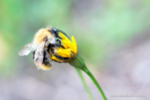 Работа 1280608