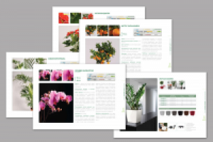 Каталог цветов