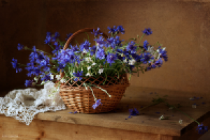 С васильками