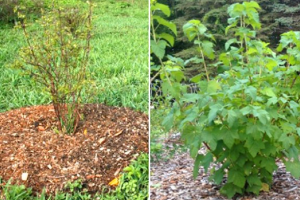 Как ухаживать за смородиной после плодоношения