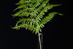 Работа 3588063