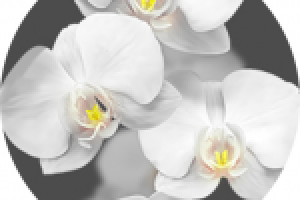 Иллюстрация "Орхидеи" Для стеновых панелей ПВХ