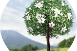 Рост дерева