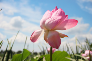 Работа 3280118