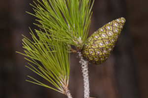 Работа 3280075