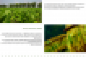 Табачная продукция