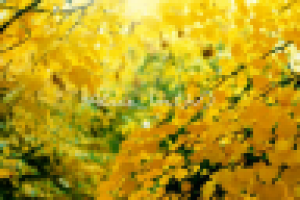 Фото на пленку