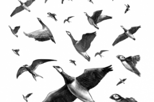 Грумант, птицы