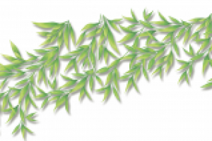 Бамбук