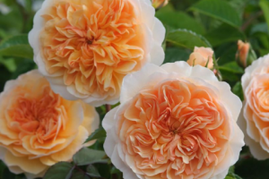 Как ухаживать за розой Порт Санлайт?