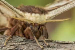 Павлиний глаз