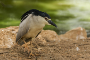 Ночная цапля