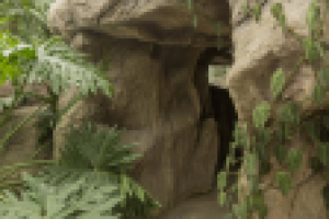 Ландшафт в новой фондовой оранжерее ГБС РАН