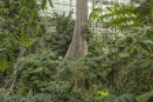 Ландшафт в новой фондовой оранжерее ГБС РАН