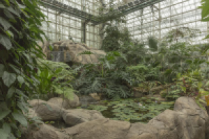 Ландшафт в новой фондовой оранжерее ГБС РАН