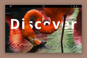 Discover