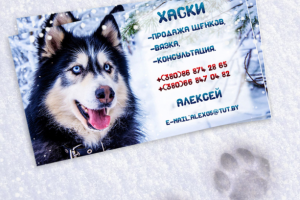 Визитка Хаски