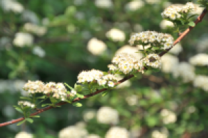 Работа 1065504