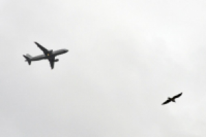 Работа 1065635