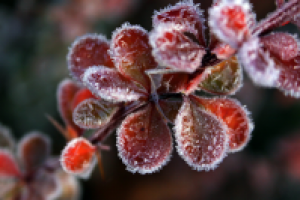 Работа 2531721