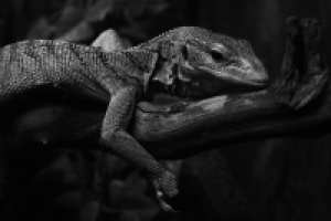 Работа 2531737