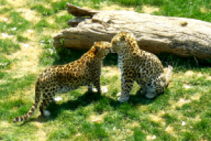 Влюбленные гепарды