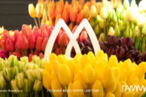 Рекламный модуль для флористической студии "ГАММА"