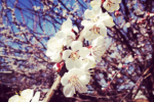 Работа 2300520