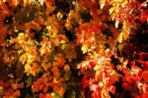 Сочные краски осени