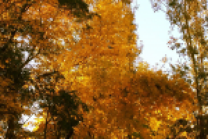 Яркая осень