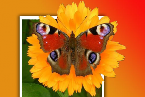 Выход из рамки