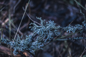 Беловежская пуща