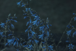 Беловежская Пуща