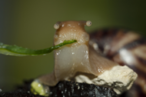 Работа 2967639